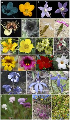 Editorial: The Role of Flower Color in Angiosperm Evolution